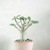 Adenium ansu "mini baobab"