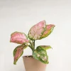 Aglaonema Spotted Star