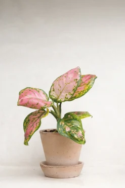 Aglaonema Spotted Star
