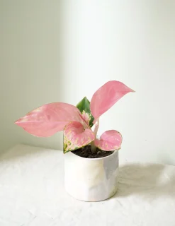 Aglaonema Spotted Star