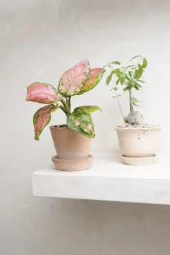 Aglaonema Spotted Star