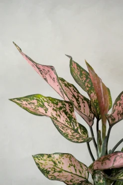 Aglaonema Spotted star, medium