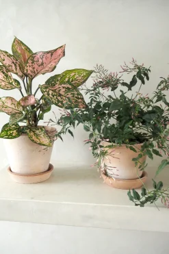 Aglaonema Spotted star, medium