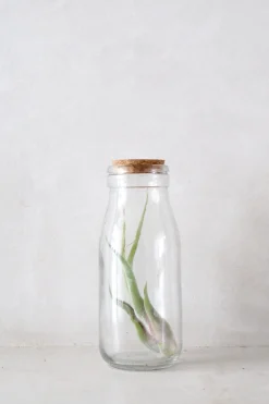 Air plant i glas