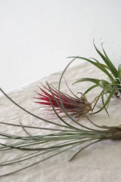 Air plants