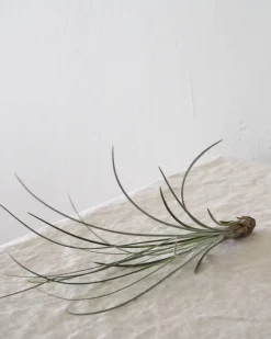 Air plants