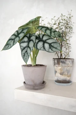 Alocasia Silver Scale