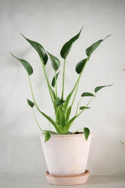 Alocasia Tiny dancer