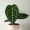 Anthurium Crystallinum
