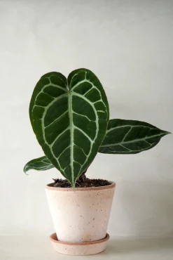 Anthurium Crystallinum