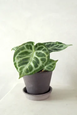 Anthurium silver Blush