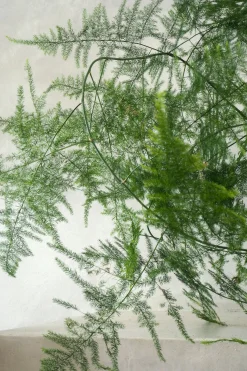 Asparagus Setaceus, medium