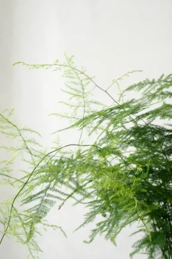 Asparagus Setaceus, stor