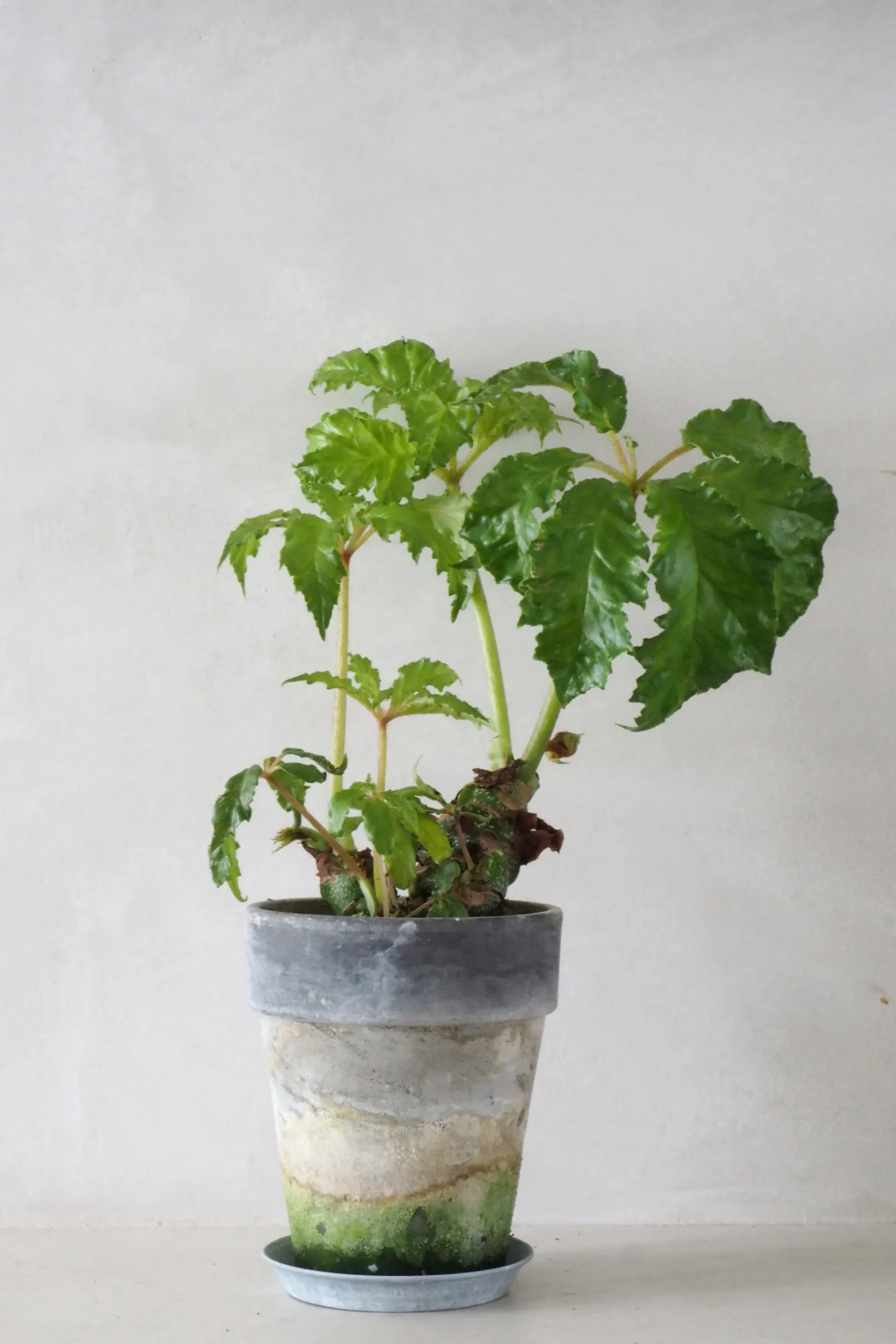 Begonia Carolineifolia, lille