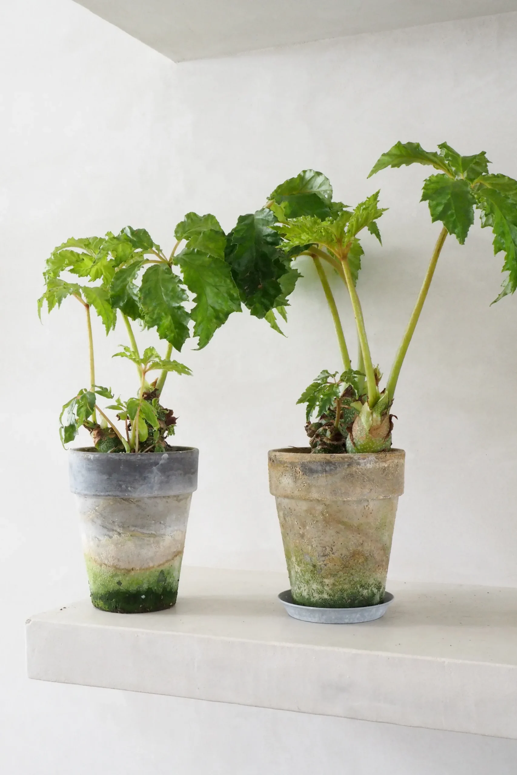 Begonia Carolineifolia, lille