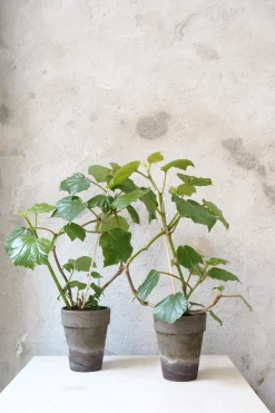 Begonia convolvulacea