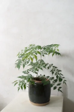 Berit krukken, Grøn ø 22 cm