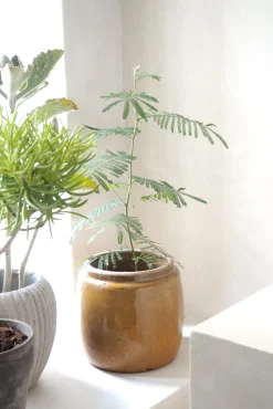 Berit krukken, mustard, ø 22 cm