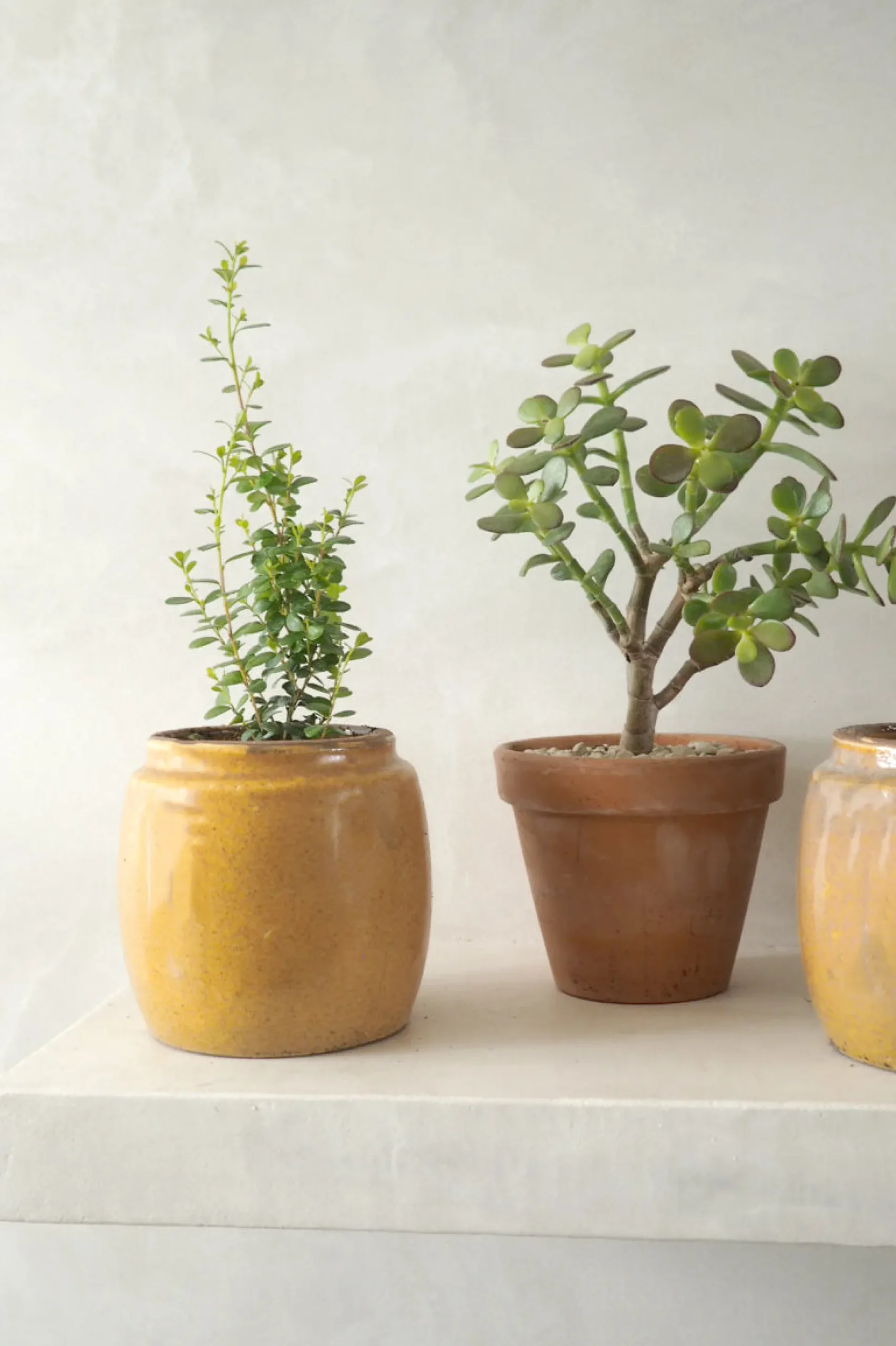 Berit, mustard ø12 cm