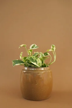 Berit, mustard ø12 cm