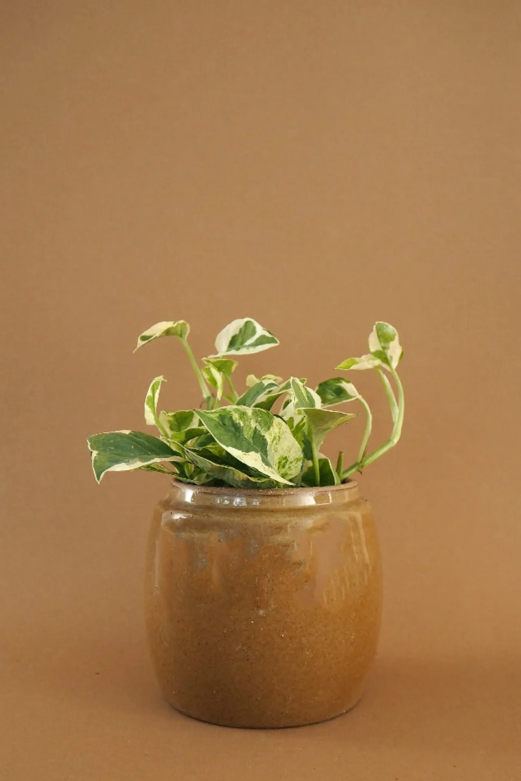 Berit, mustard ø12 cm