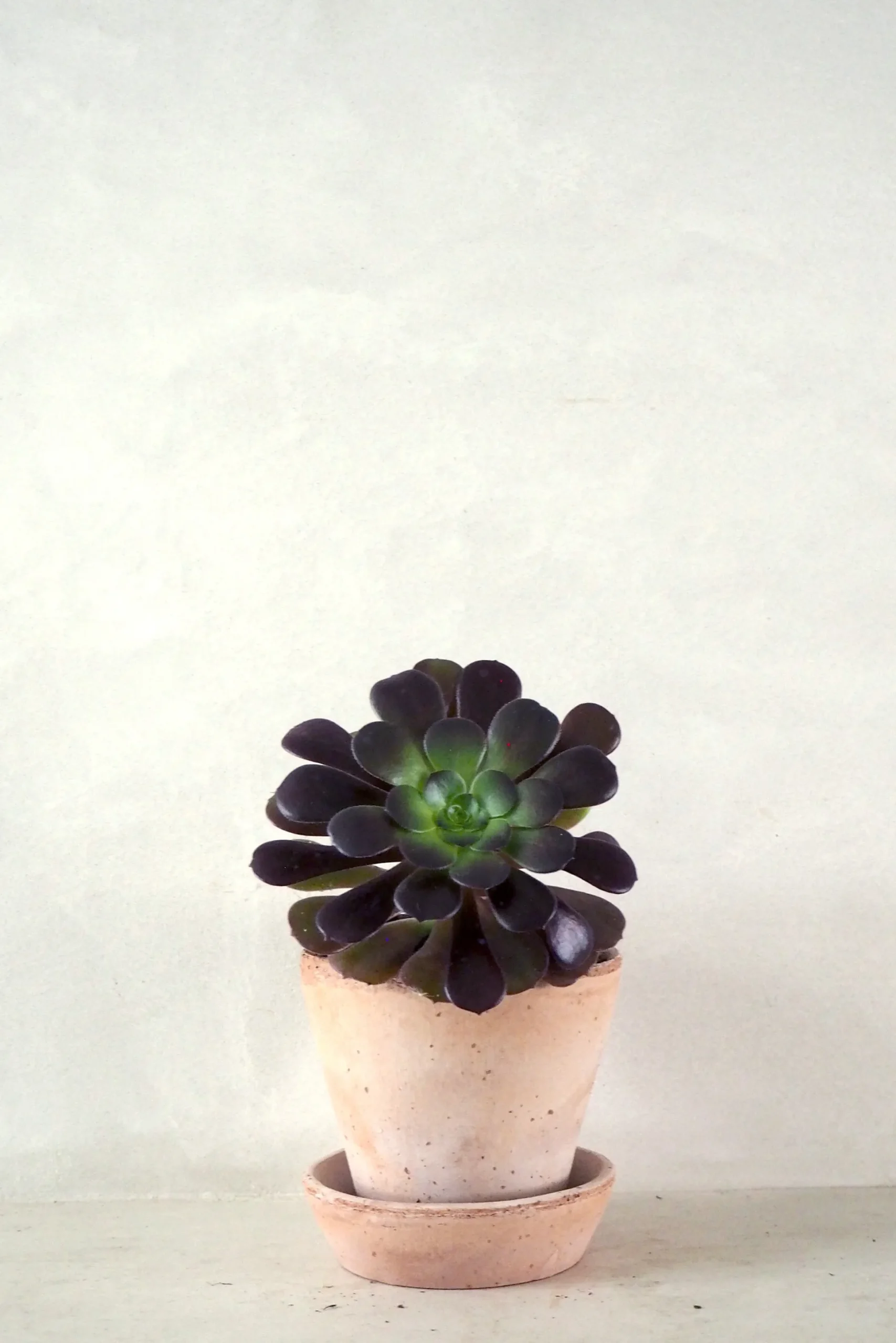 Black Rose - Aeonium