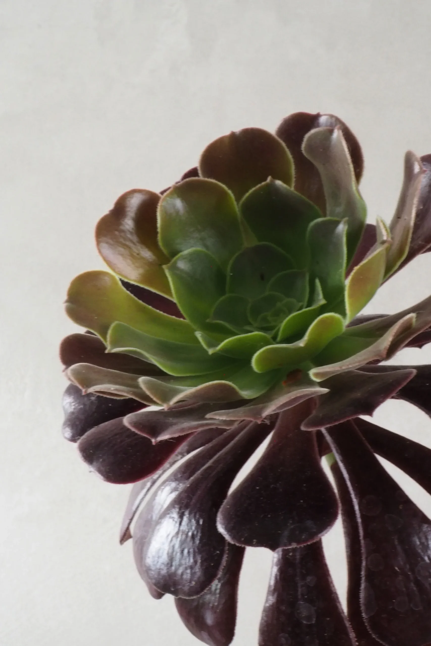 Black Rose - Aeonium