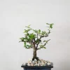 Bonsai Carmona, lille