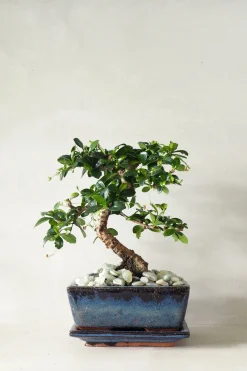 Bonsai Carmona, medium