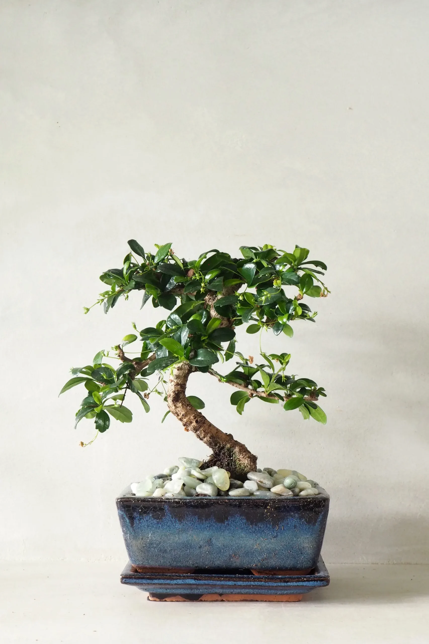 Bonsai Carmona, medium
