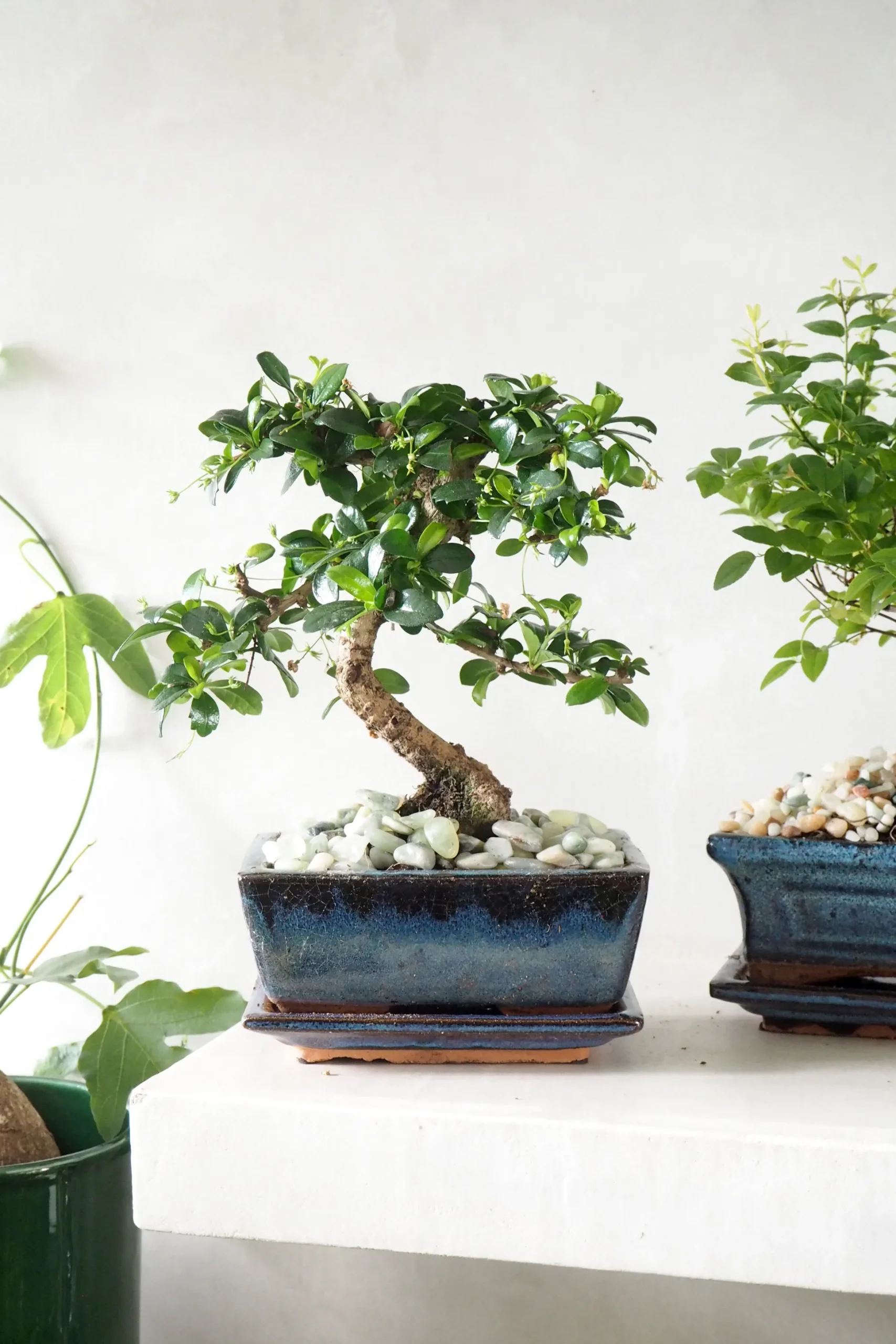 Bonsai Carmona, medium