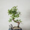 Bonsai Carmona, stor