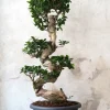Bonsai Ficus Ginseng, stor