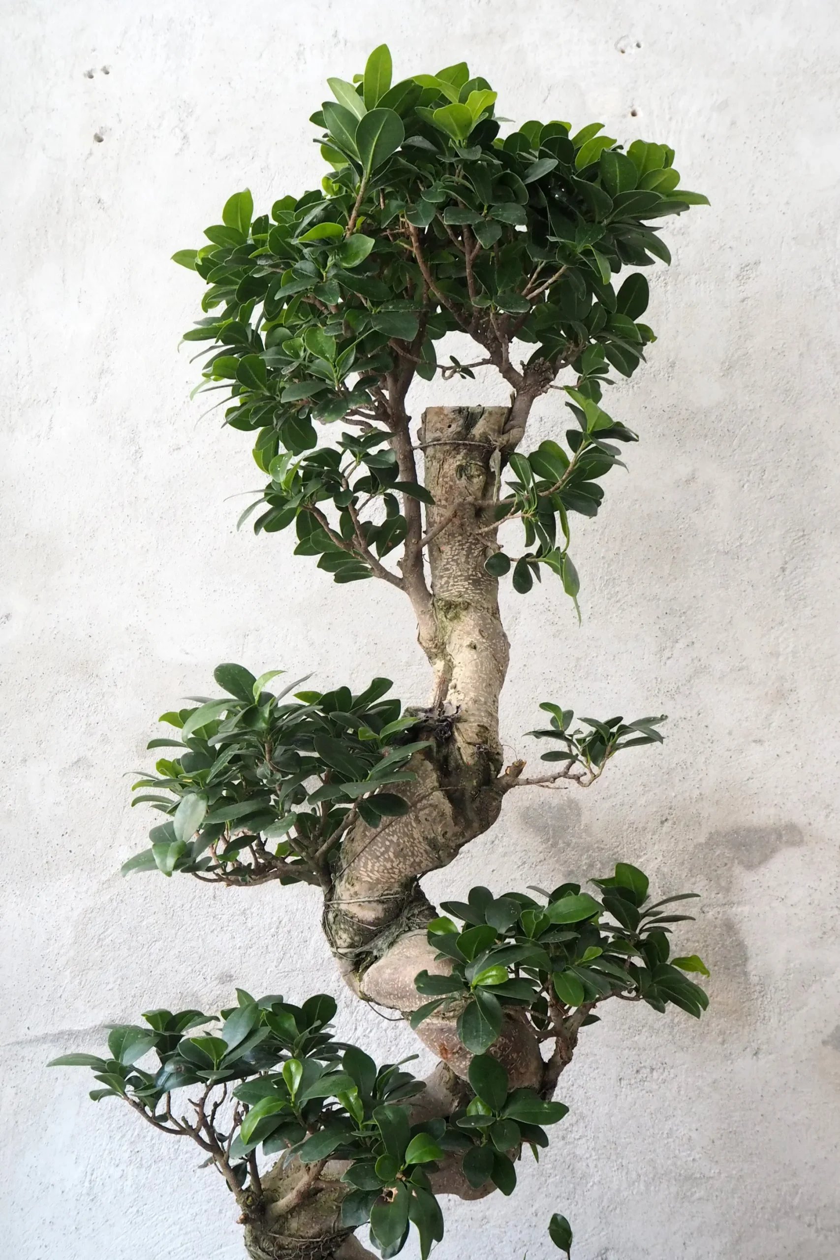 Bonsai Ficus Ginseng, stor