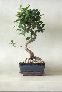 Bonsai Ficus, medium I