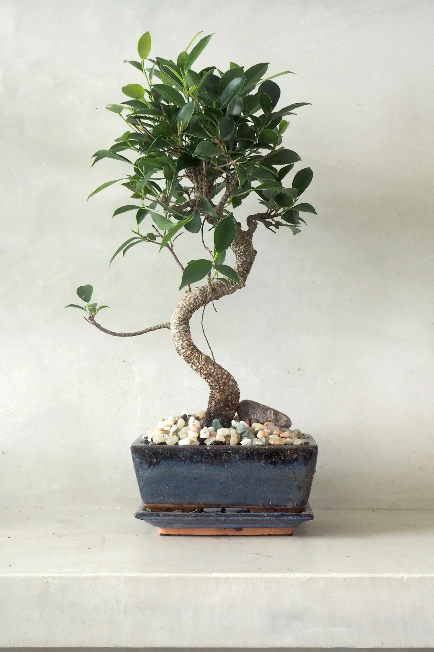 Bonsai Ficus, medium I