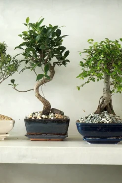 Bonsai Ficus, medium I