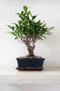 Bonsai Ficus, medium II