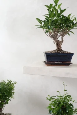 Bonsai Ficus, medium II