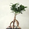 Bonsai Ficus, medium II