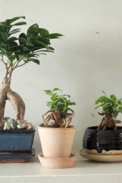 Bonsai Ficus, medium II