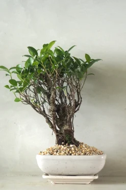 Bonsai Ficus, medium II