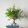 Bonsai Sageretia, medium