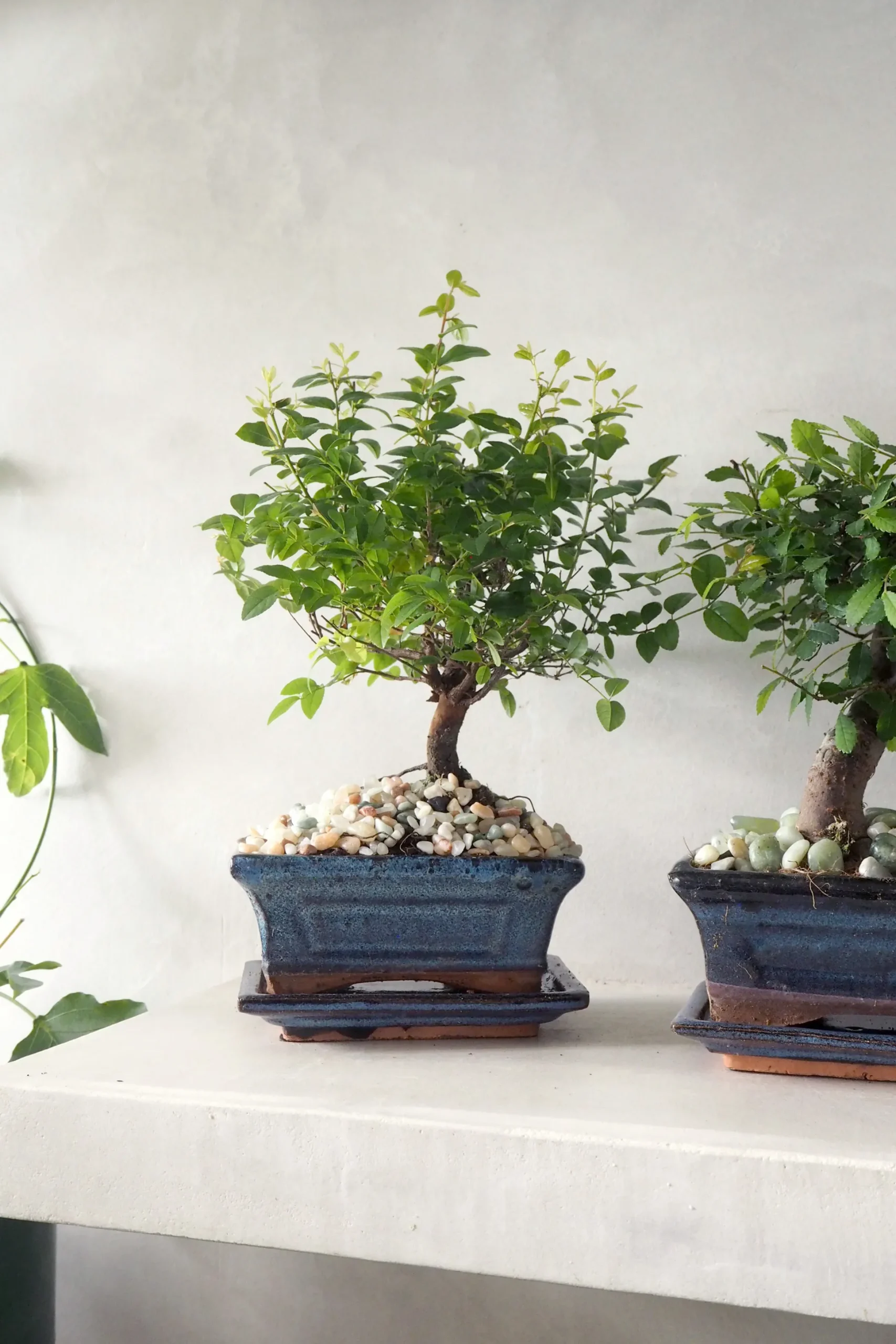 Bonsai Sageretia, medium