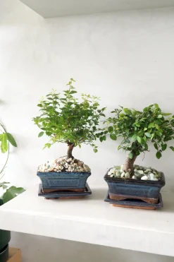 Bonsai Sageretia, medium