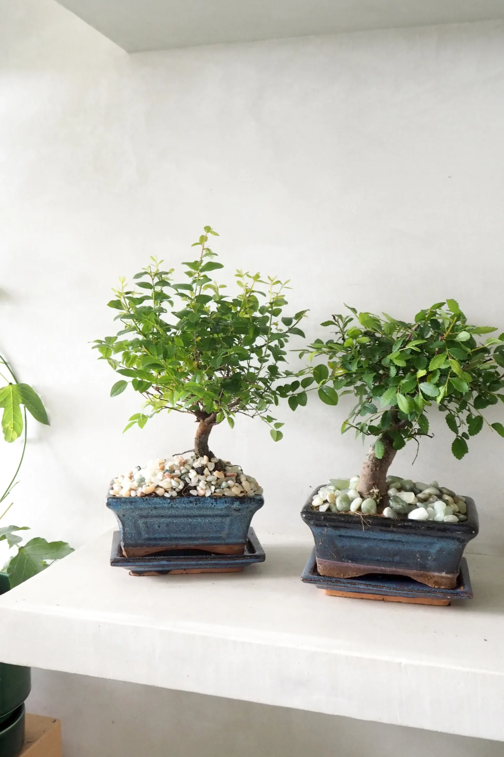 Bonsai Sageretia, medium