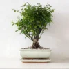 Bonsai Sageretia, medium
