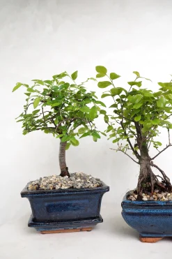 Bonsai Zelkova, lille