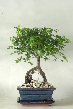 Bonsai Zelkova, medium