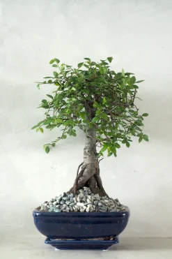 Bonsai Zelkova, medium I